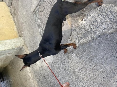 Aşıları tam uysal doberman