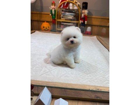 Orjinal ırk ve sağlık garantili pomeranian yavrular