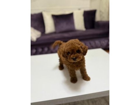 Baby face toy poodle yavrumuz