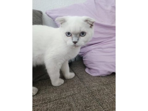 Scottish fold mükemmel yavrumuz