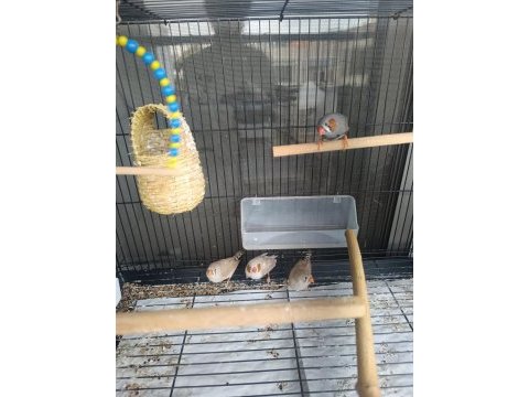 2 dişi ve 2 erkek kuşumuz