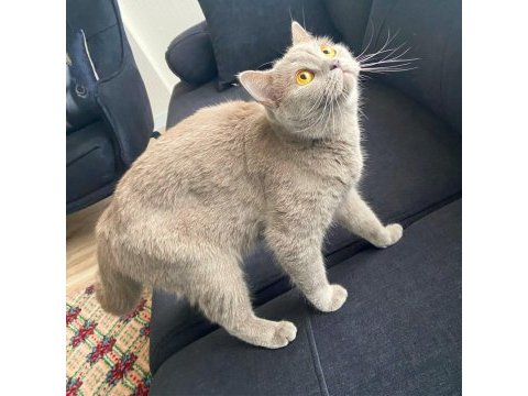 British shorthair antalya