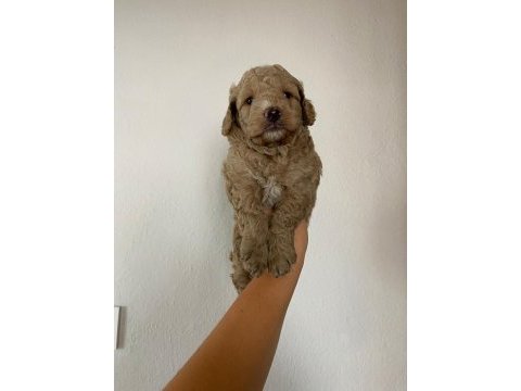 Maltipoo köpek