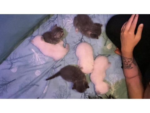 British kedi dişi ve erkek yavru