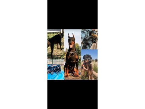 King doberman yavruları ankara