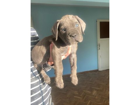 A şecereli dünya şampiyonu torunu dişi cane corsolar