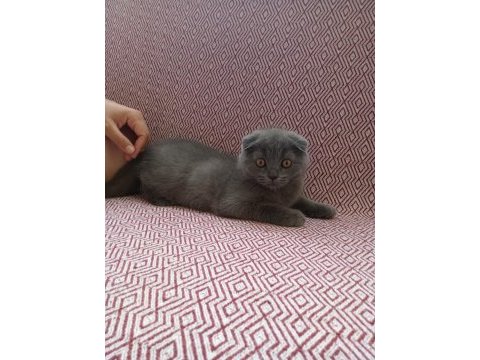 Uygun sahiplendirilecek scottish fold