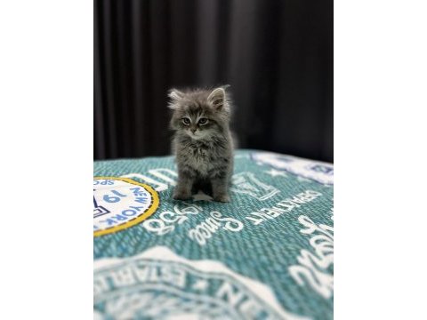 British longhair 2 aylık erkek