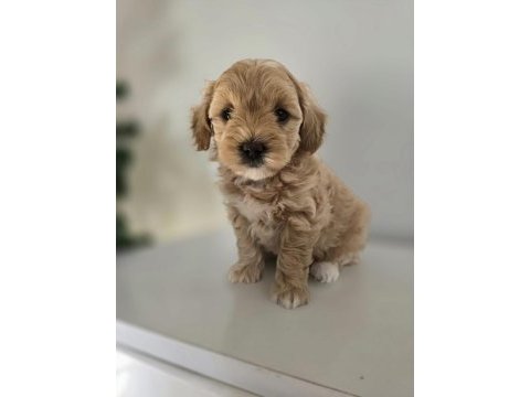 Orjinal teacup maltipoo yavrular