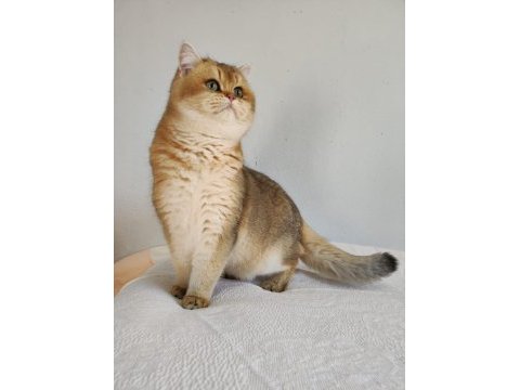 8 aylık british shorthair golden ny11 ny24 kediler
