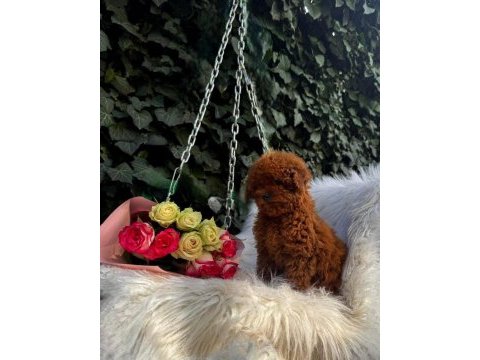 Cinsinin en iyisi poodle