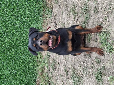 Genç dişi rottweiler