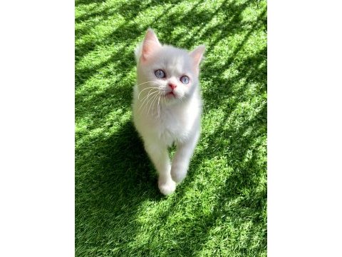 Bembeyaz yavru british shorthair