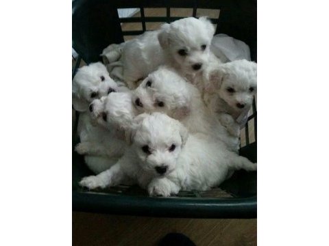 Maltese terrier yavrularımız canlı görerek alabilirsiniz