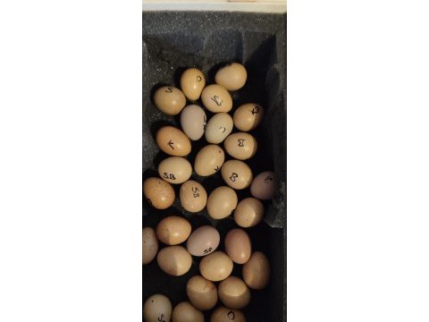 Minyatür çin bıldırcını (takım, civciv, yumurta)