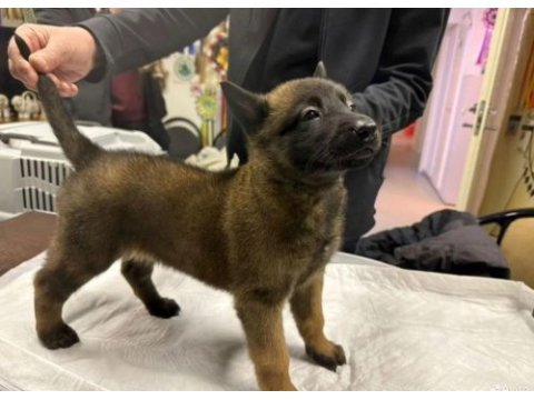 A kalite malinois yavrular