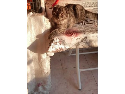 Scottish fold yavrumuza yuva arıyoruz