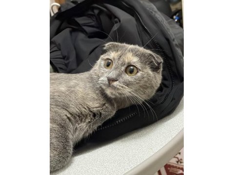 Küçük scottish fold bebeğim yuva arıyor