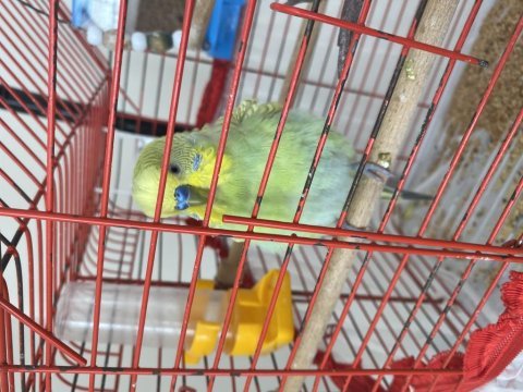 Jumbo muhabbet kuşu