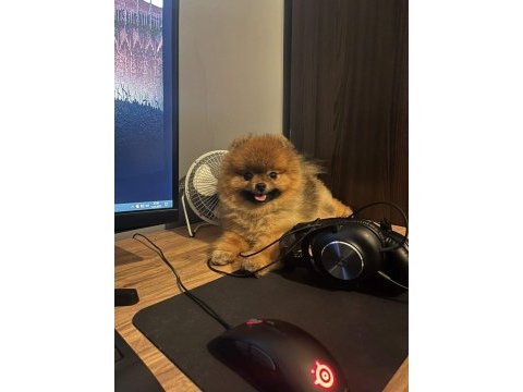 Teddy bear 14 aylık pomeranian