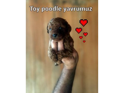 Toy poodle yavrularımız daha güzeli yok