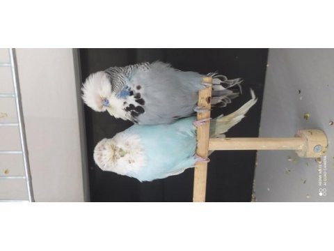 Yumurtalı takımlar ve genç show jumbo muhabbet kuşlar