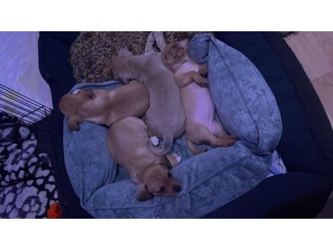 2 aylık pinscher