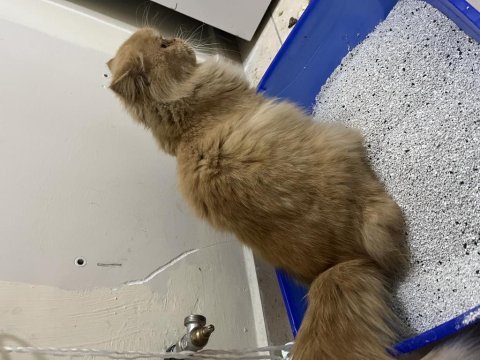 Dünyalar tatlısı iran kedisi poffy