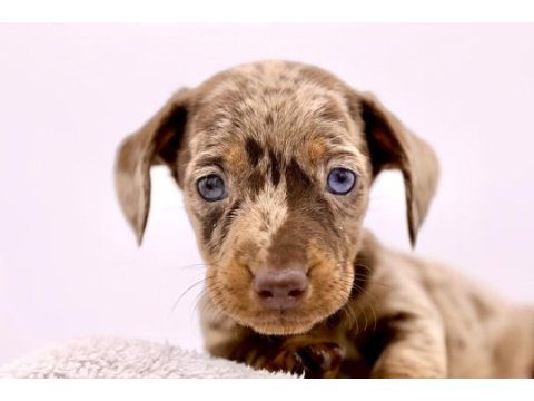 Dapple dachshund (sosis köpek) yavrular