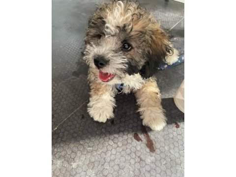 Erkek tatlı mı tatlı poodle yavrumuz