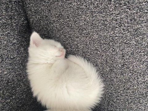 Yavru british shorthair cana yakın cins