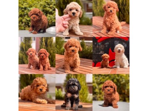 Red toy poodle yavrular