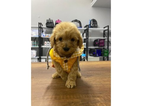 F1 maltipoo köpeği yavrular