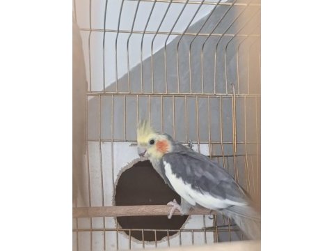 İki kuluçka geçirmiş 5 yavru alınmış piet sultan papağanı