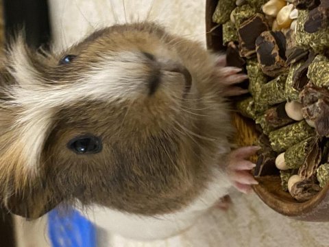 Kırşehir guinea pig evcil hayvan çok tatlı