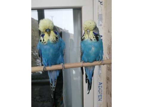 Sarı surat üst vasıf show jumbo takım muhabbet kuşu