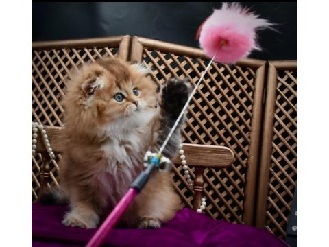 O bir prenses scottish fold