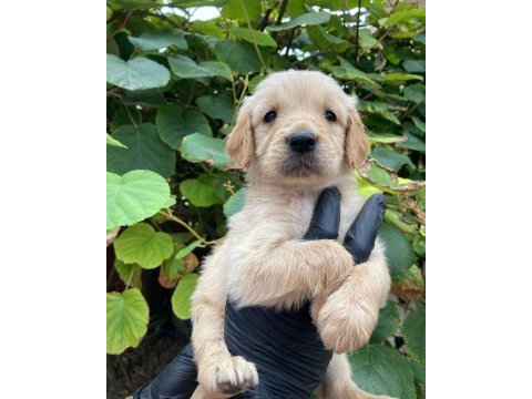 Golden retriever annesi gümüş kendisi pırlanta