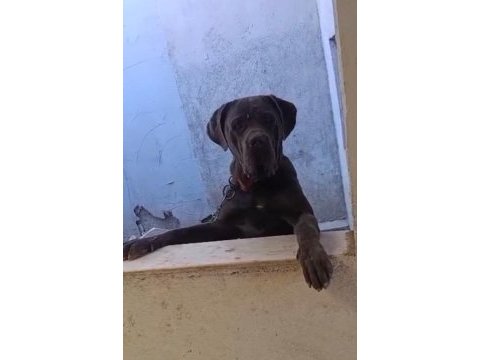 Cane corso yavrularımız a kalite ırk garantili teslim