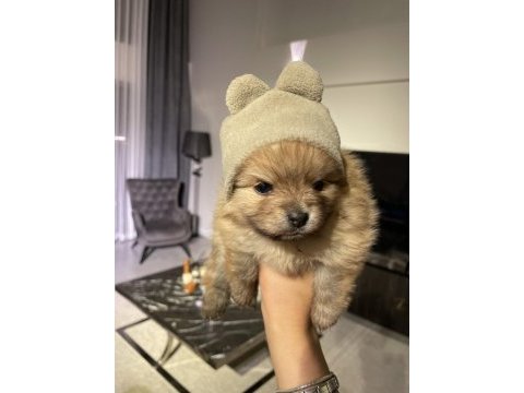 Dişi minik pomeranian