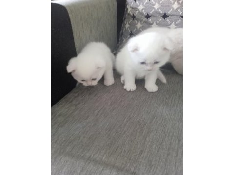 Yavrularımız yeni sahibini arıyor scottish fold