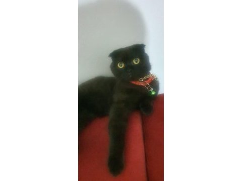 Scottish fold cinsi kedilerimi sahiplendirmek istiyorum
