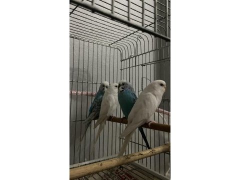 4 adet muhabbet kuşu damızlık