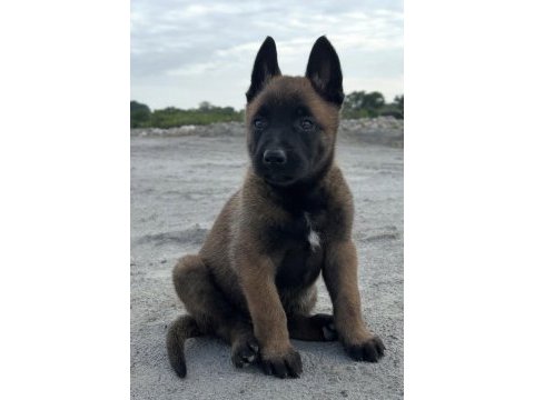 Belçika kurdu köpeği
