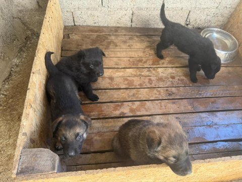 A kalite sable ve solid black alman çoban köpeği yavrular