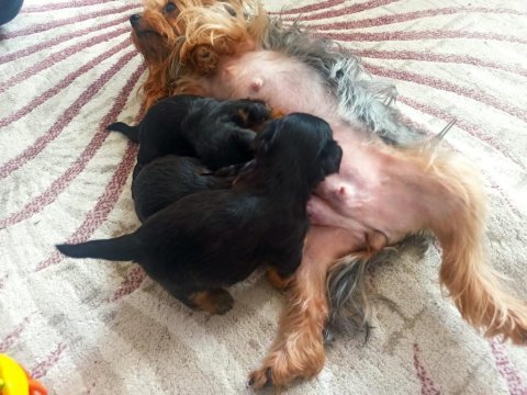 Yorkshire terrier 32 günlük