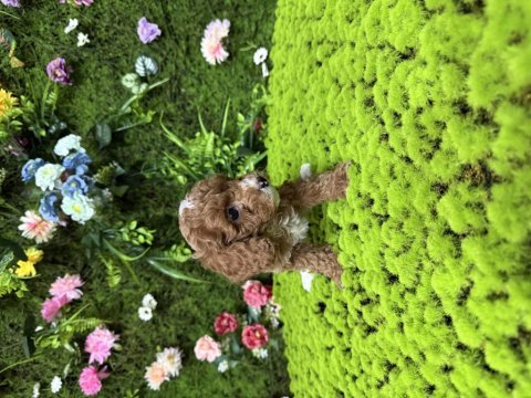 Toy poodle bebekleri