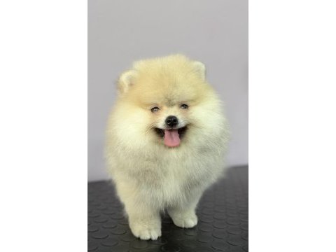 Orange pomeranian boo gülen yüz
