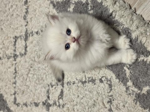 British longhair yavrular