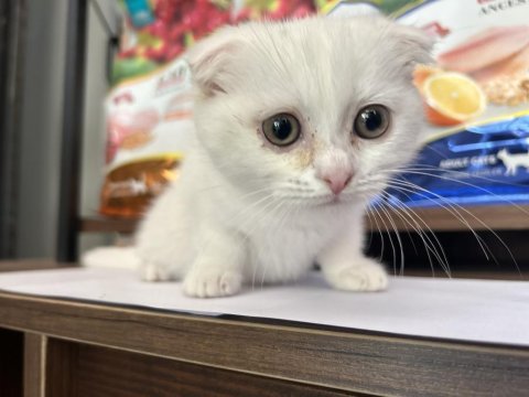 Scottish fold beyaz yavru balıkesir